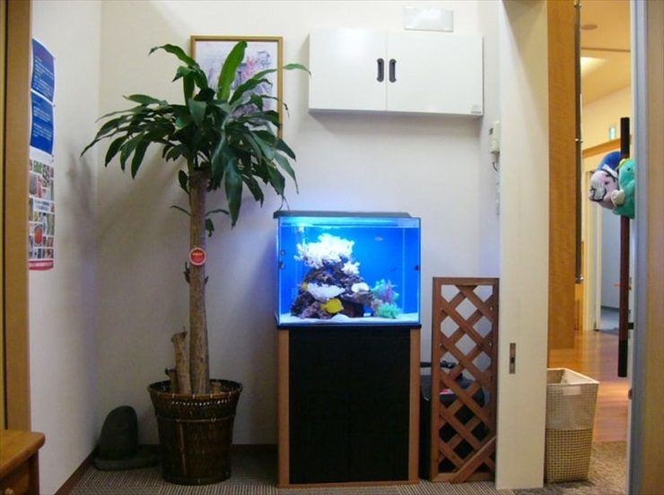 東京都江東区 耳鼻咽喉科様  60cm海水魚水槽  設置事例 水槽画像１