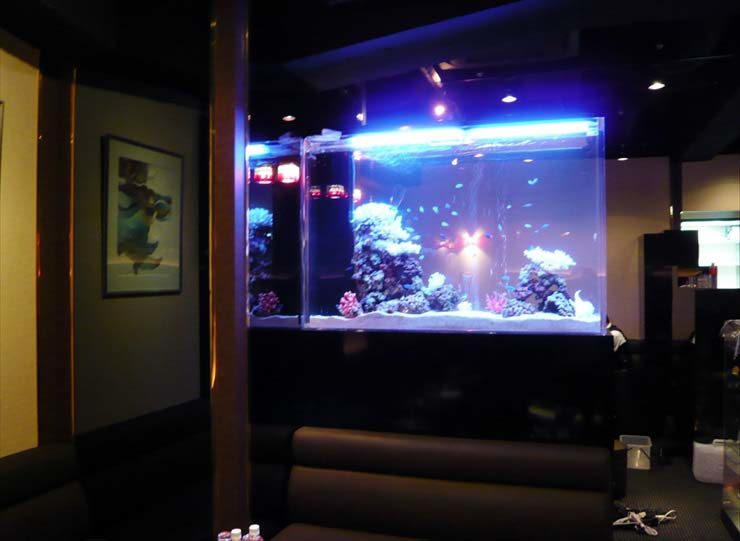東京都新宿区 飲食店様  150cm海水魚水槽  レンタル事例 水槽画像１