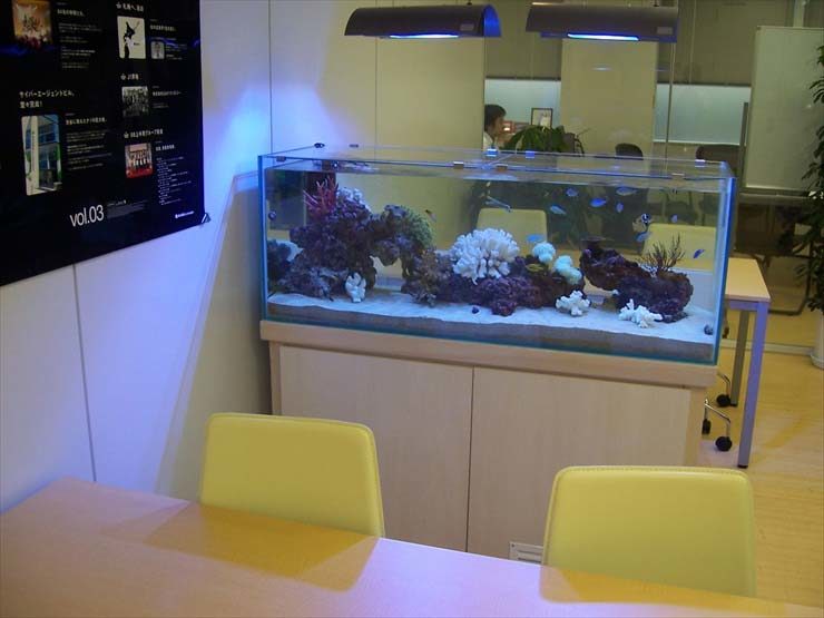 東京都渋谷区　企業様　オフィス  120cm海水魚水槽  レンタル事例 水槽画像３