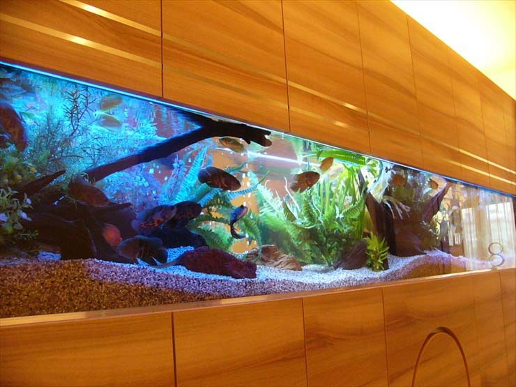 北千住モデルルームの壁面に設置　 古代魚の大型アクアリウム販売の事例 水槽画像１