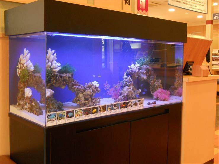 東京都江戸川区 飲食店様  120cm海水魚水槽  設置事例 水槽画像２