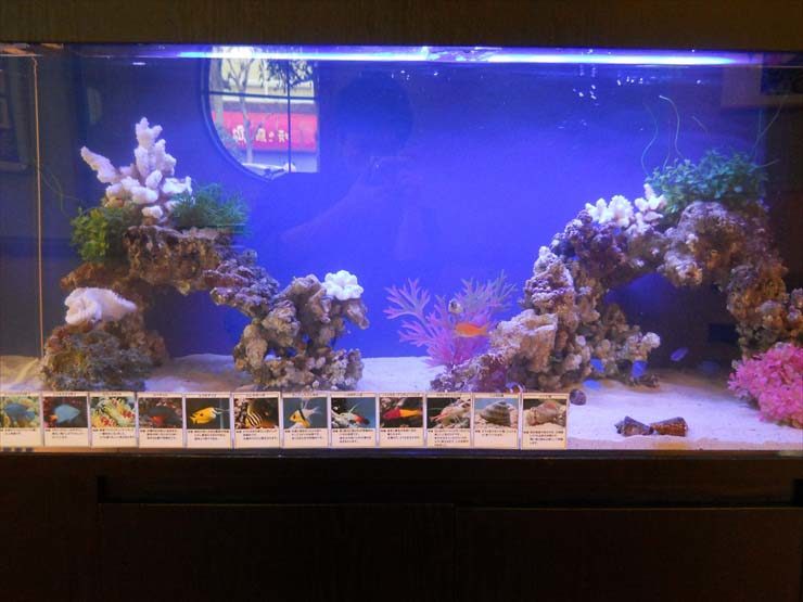 東京都江戸川区 飲食店様  120cm海水魚水槽  設置事例 水槽画像３
