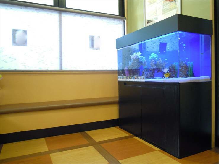 大田区 飲食店様  120cm海水魚水槽  設置事例 水槽画像２