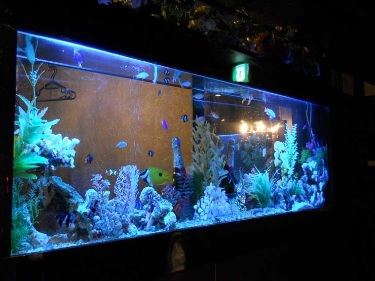 豊島区 飲食店様  150cm海水魚水槽  水槽メンテナンス事例 水槽画像１