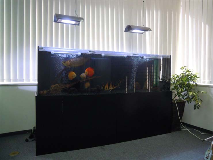 新宿区 企業様  200cm淡水魚水槽  設置事例 水槽画像１