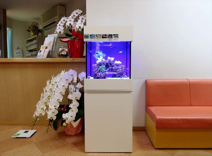 神奈川県横浜市 小児科様  45cm海水魚水槽 設置 レンタル事例 水槽画像２