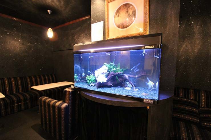 池袋 飲食店様  90cm淡水魚水槽  メンテナンス事例 水槽画像２