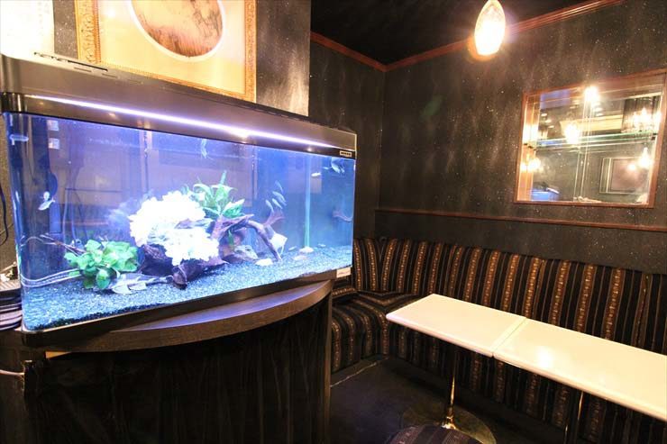 池袋 飲食店様  90cm淡水魚水槽  メンテナンス事例 水槽画像３