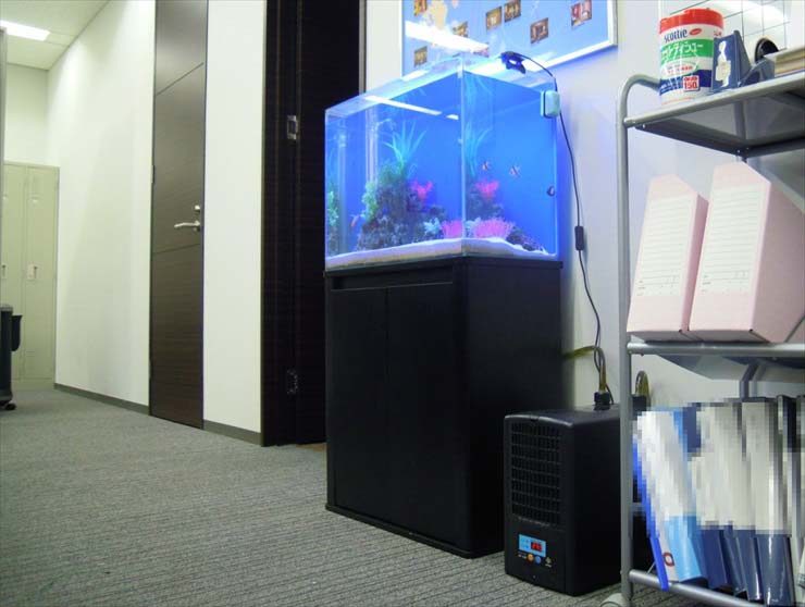 神奈川県横浜市 企業様  60cm海水魚水槽  設置事例 水槽画像１