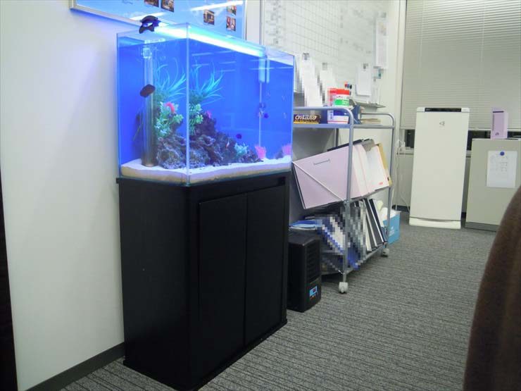 神奈川県横浜市 企業様  60cm海水魚水槽  設置事例 水槽画像２