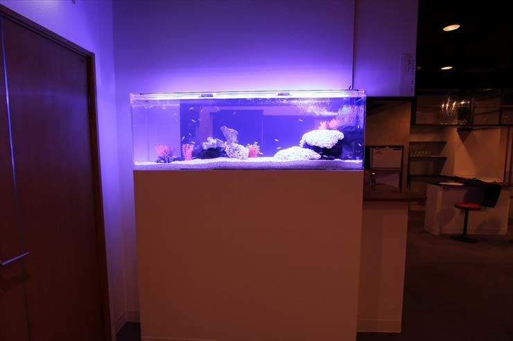 江戸川区 飲食店様  150cm淡水魚水槽  設置事例 水槽画像２