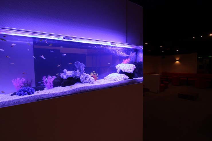 江戸川区 飲食店様  150cm淡水魚水槽  設置事例 水槽画像３