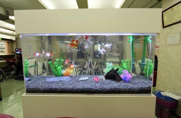 東京都豊島区 病院様  90cm淡水魚水槽  レンタル事例 水槽画像２