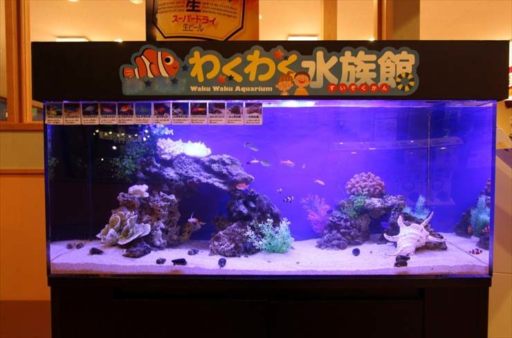 東京都三鷹市 飲食店  120cm海水魚水槽  設置事例 水槽画像３