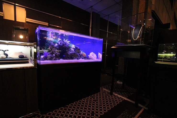 都内 ジュエリーイベント 120cm海水魚水槽 設置事例 水槽画像２