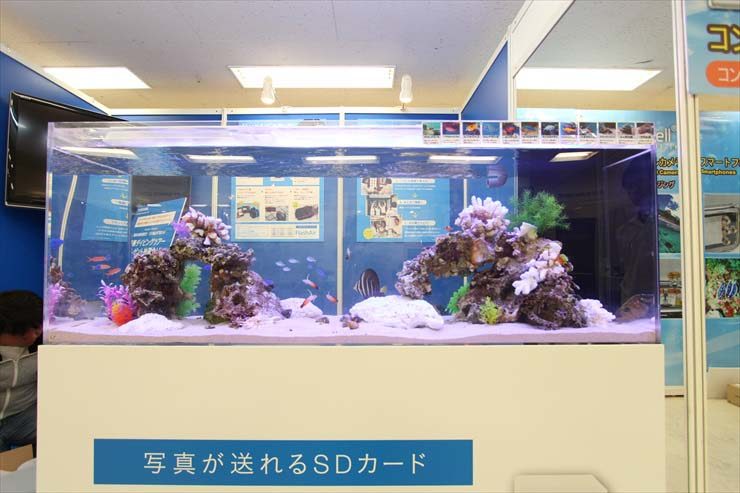 東京都豊島区 サンシャインイベント 水槽設置事例 水槽画像３