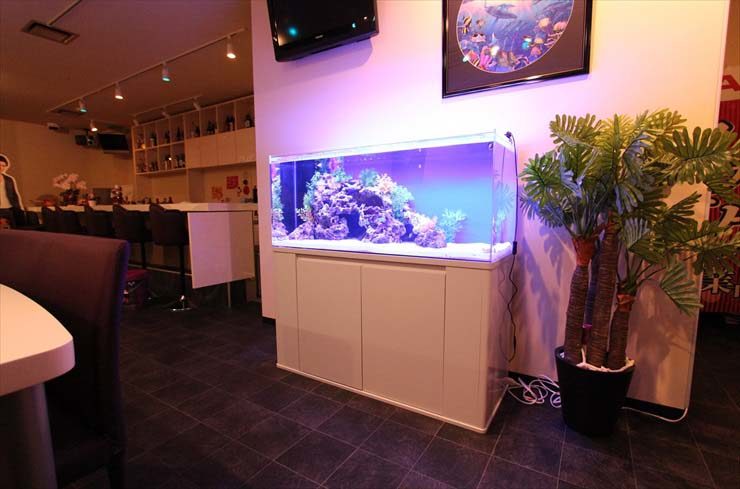 神奈川県横浜市 飲食店様 120cm海水魚水槽 設置事例 水槽画像２