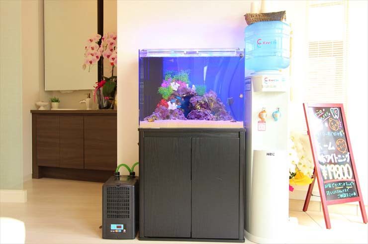 神奈川県横浜市　歯科医院様に設置　 アクアリウム（60cm海水魚水槽）の事例 水槽画像２
