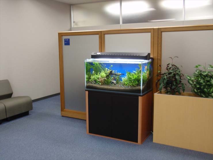 港区 企業様　オフィスの水槽レンタル事例　90cm淡水魚水槽 水槽画像２