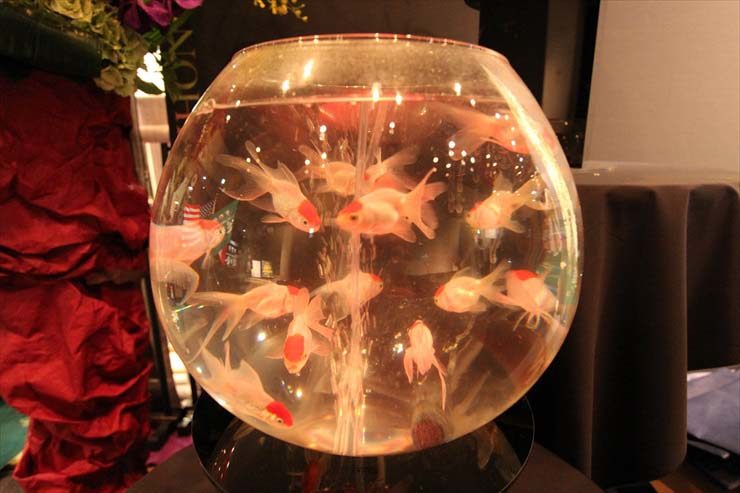 東京都 短期イベント 30cm金魚鉢水槽  設置事例 水槽画像２