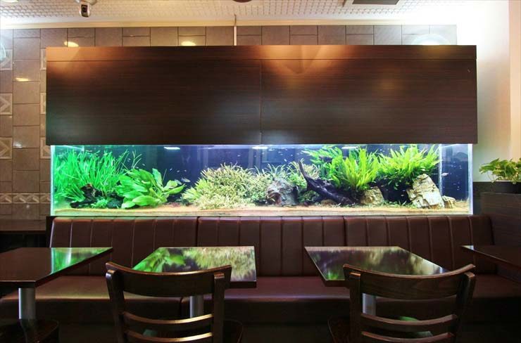 神奈川県川崎市 ホテル様  300cm淡水魚水槽  設置事例 水槽画像２