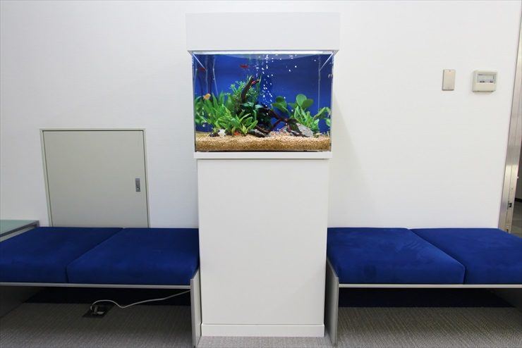 港区　オフィスのエントランス　60cm淡水魚水槽　レンタル事例 水槽画像２
