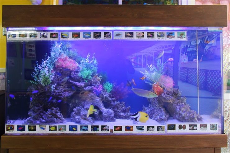 浦和めぐみ幼稚園様　150cm海水魚水槽　販売・設置・メンテナンス事例 水槽画像３