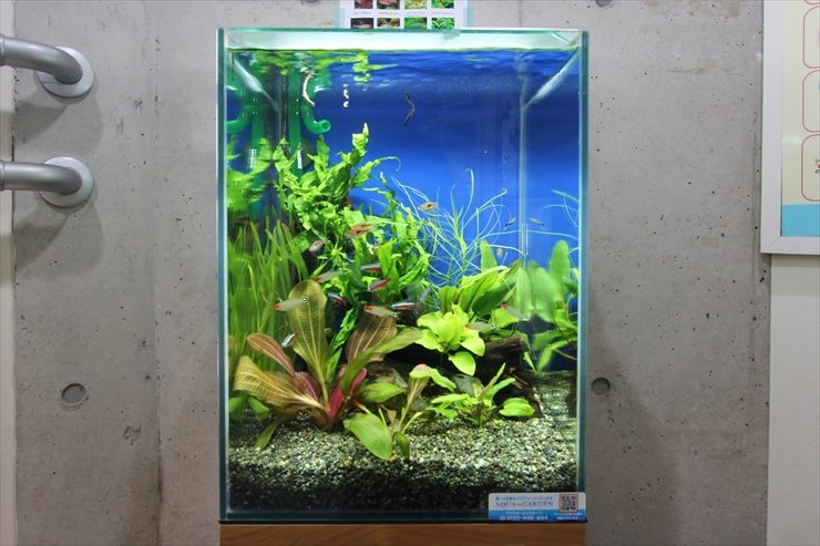 府中市　小児歯科医院の待合室　30cm淡水魚水槽　設置事例 メイン画像