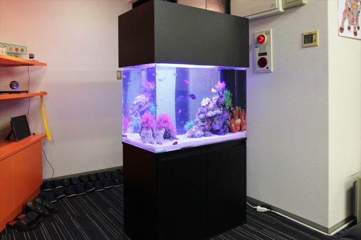 千葉県　千葉市　オフィスの入口に設置　90cm海水魚レンタル事例 水槽画像２