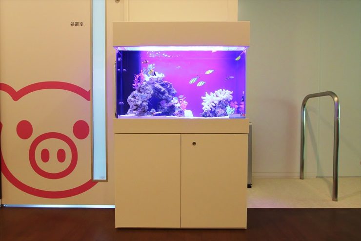 世田谷区 小児科様  80cm海水魚水槽  設置事例 水槽画像３