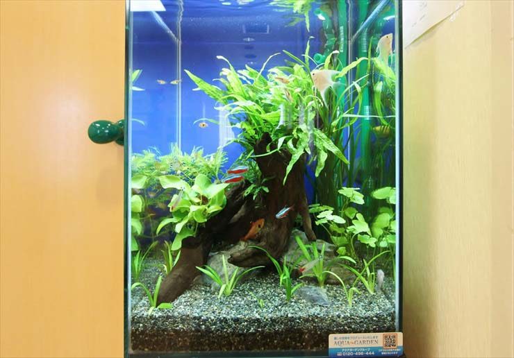 東京都清瀬市 小児科クリニック様 30cm淡水魚水槽レンタル事例 水槽画像１