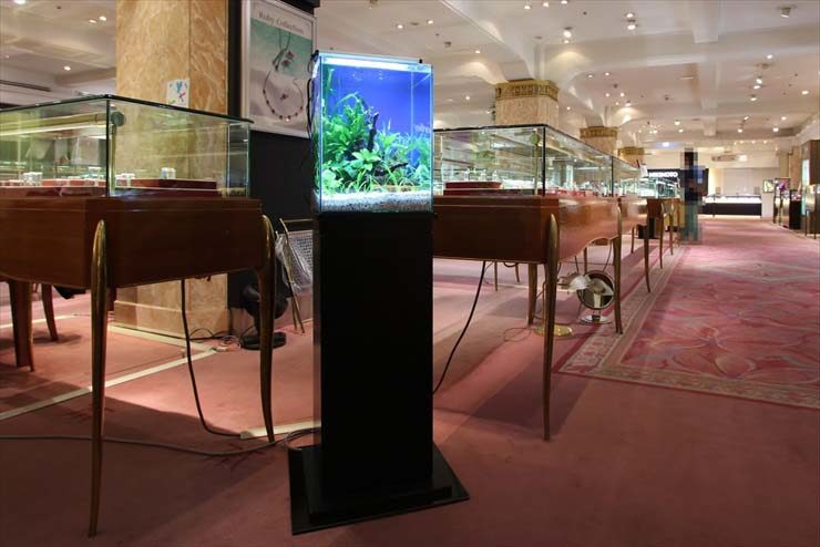 日本橋  短期イベント  30cm淡水魚水槽  設置事例 水槽画像３