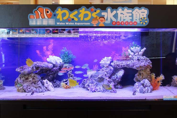 埼玉県さいたま市 飲食店様  120cm海水魚水槽  設置事例 水槽画像３