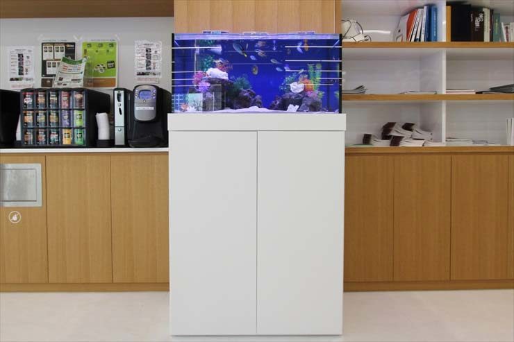 中央区銀座 不動産会社様  90cm海水魚水槽  レンタル事例 水槽画像３