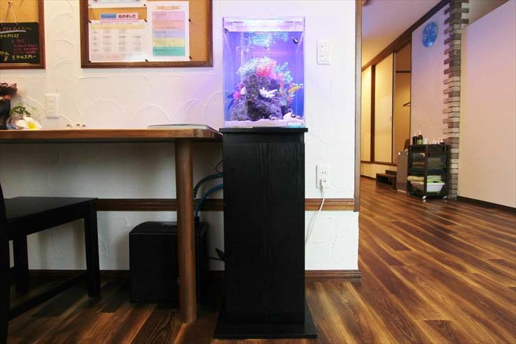 千葉県柏市 リラクゼーションサロン様 30cm海水魚水槽 レンタル事例 水槽画像２