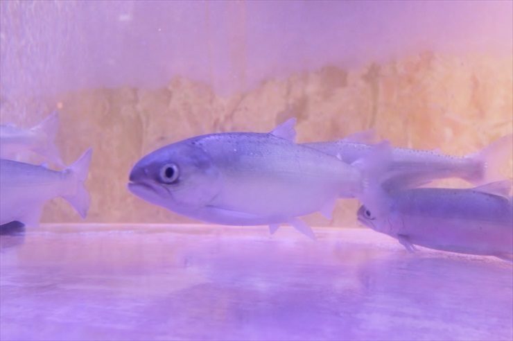 高島屋 期間限定イベント  150cm淡水魚水槽  レンタル事例 水槽画像３