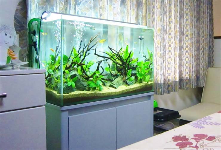 自宅 個人宅に熱帯魚水槽を設置する理由とアクアリウムおすすめサイズ 東京アクアガーデン