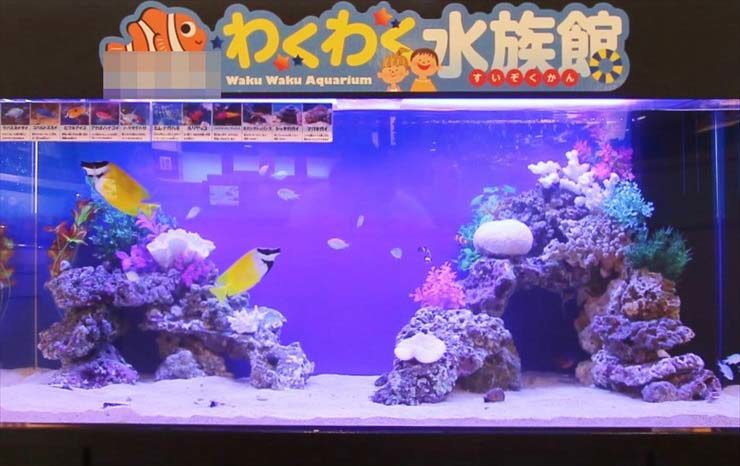 町田市  飲食店様  120cm海水魚水槽  設置事例 水槽画像２