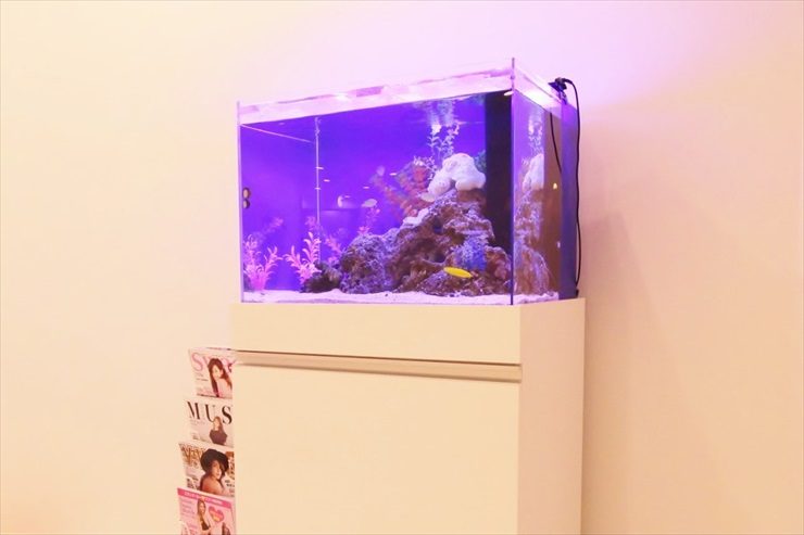 新宿  サロン様  60cm海水魚水槽  設置事例 水槽画像２