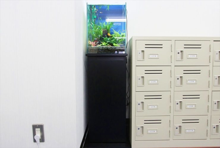 豊島区 オフィスに色鮮やかな30cm淡水魚水槽 レンタル事例 水槽画像３