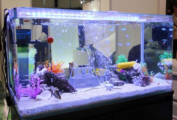 お台場  日本科学未来館  イベント  90cm海水魚水槽  設置事例 水槽画像２