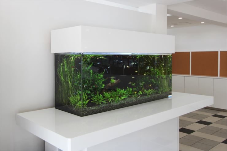 立川市  住宅展示場様  150cm淡水魚水槽  レンタル事例 水槽画像２