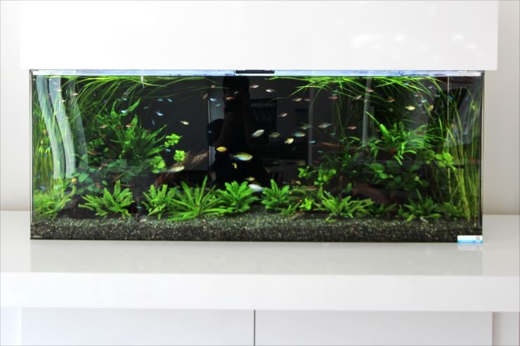 立川市  住宅展示場様  150cm淡水魚水槽  レンタル事例 水槽画像３