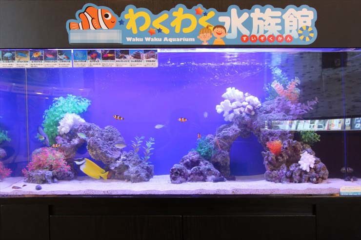 埼玉県ふじみ野市  飲食店様  120cm海水魚水槽  設置事例 水槽画像２