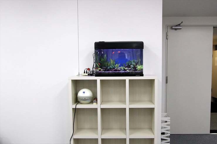 大田区  企業  60cm淡水魚水槽  設置事例 水槽画像３