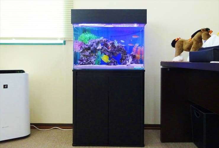 オフィス事務所  60cm海水魚水槽  設置事例 水槽画像３