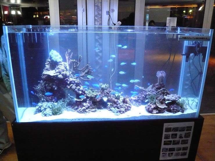 サンゴの日 沖縄自然体験館様  水槽設置事例 水槽画像１