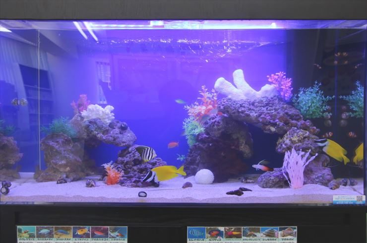 横浜市  内科皮膚科クリニック  90cm海水魚水槽  設置事例 水槽画像２