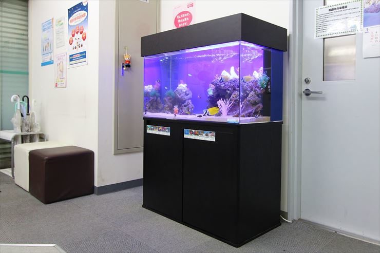 横浜市  内科皮膚科クリニック  90cm海水魚水槽  設置事例 水槽画像３