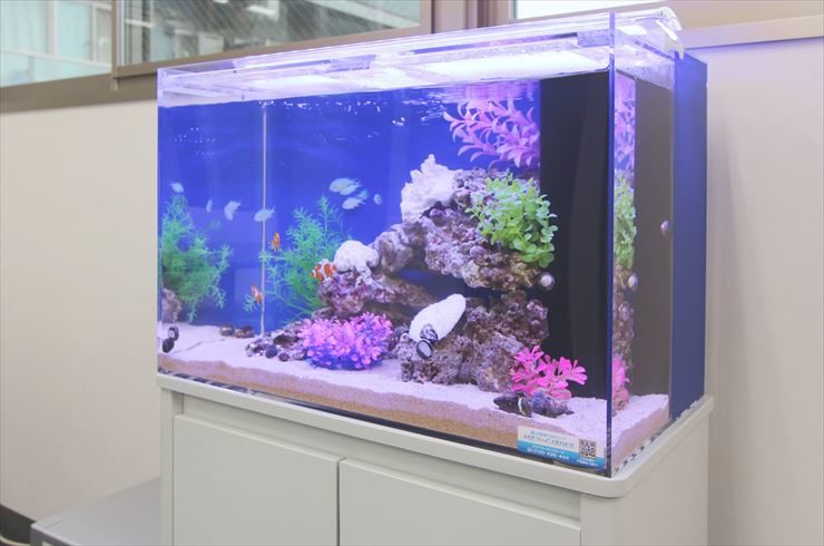 新宿区 オフィス内  60cm海水魚水槽  設置 水槽レンタル事例 水槽画像３